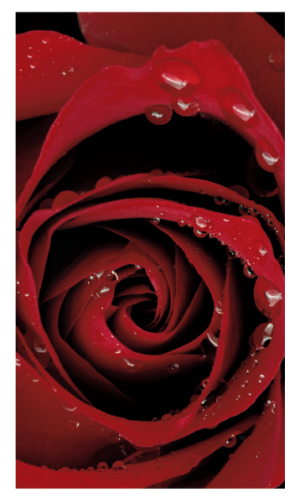 Regal Rose Prayer Cards